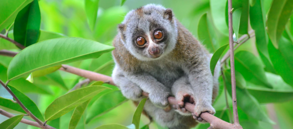 The Bengal Slow Loris Critter Science