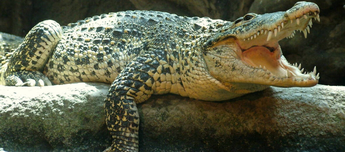 Cuban crocodile