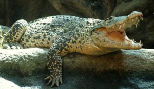 Cuban crocodile