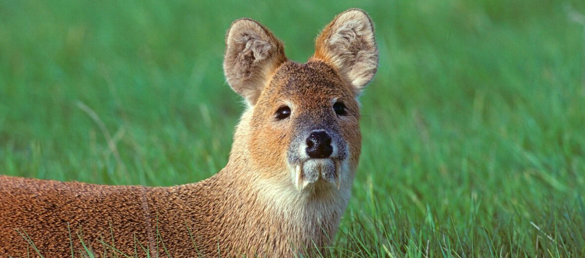 water deer