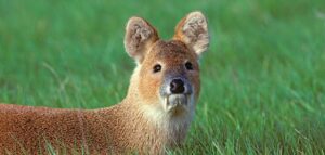water deer