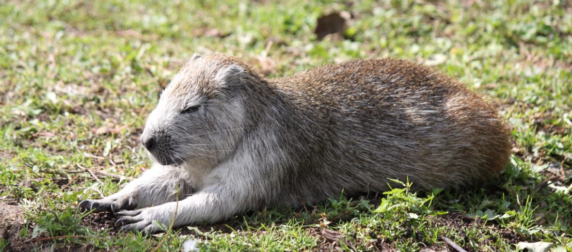 Desmarest's hutia