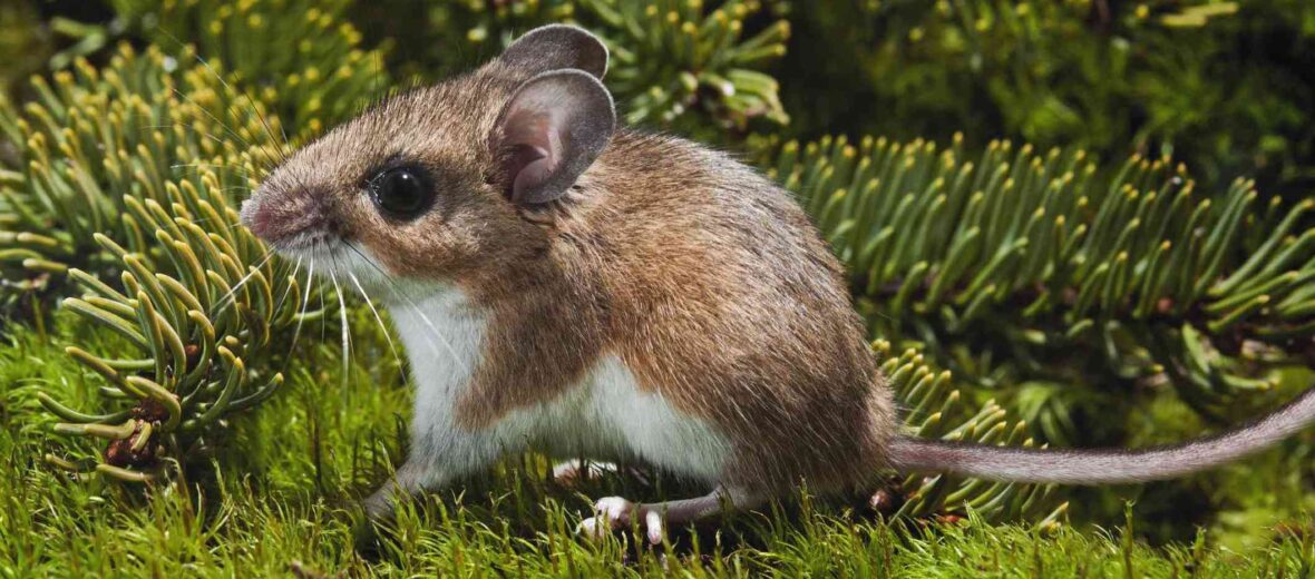 deer mouse