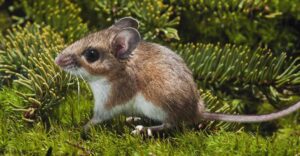 deer mouse