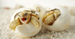 tortoise eggs
