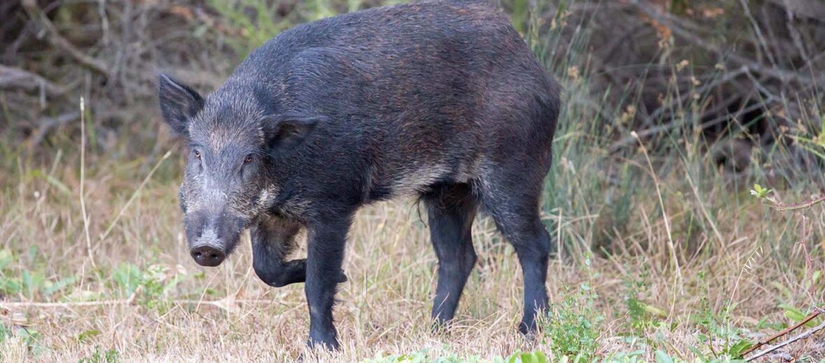 feral pig