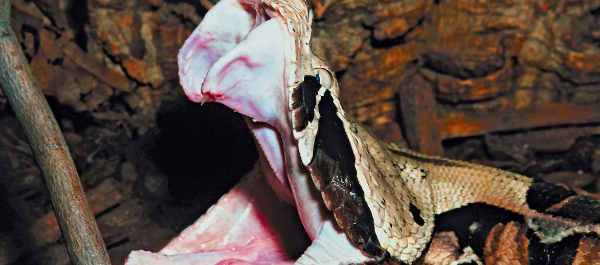 gaboon viper