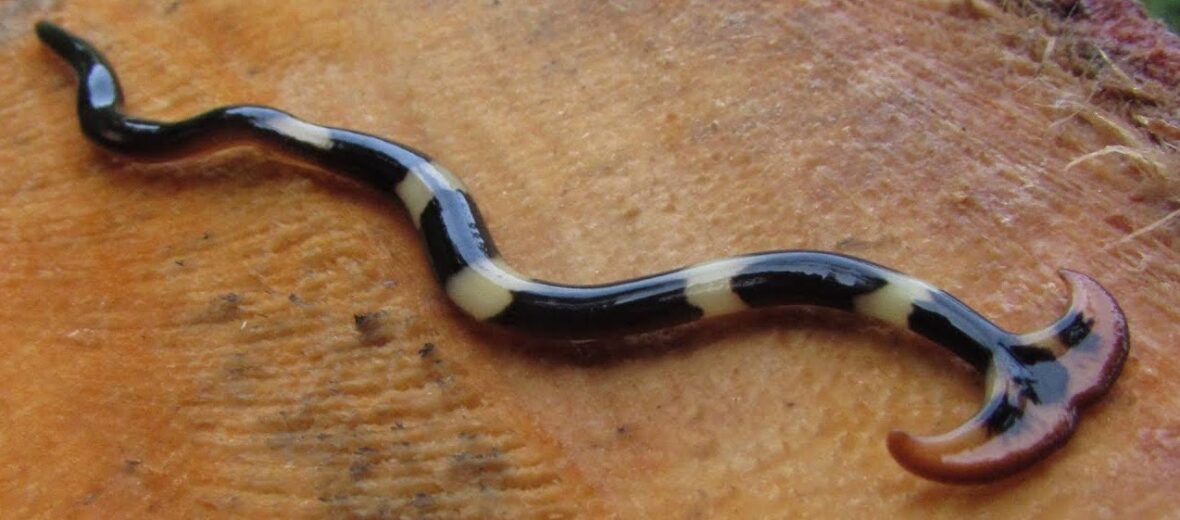 hammerhead worm
