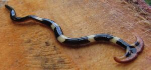 hammerhead worm