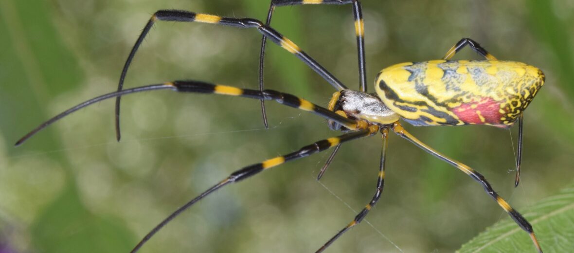 Jorō spider