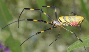 Jorō spider
