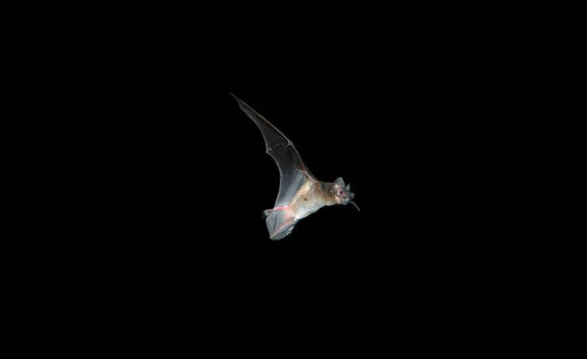 little goblin bat