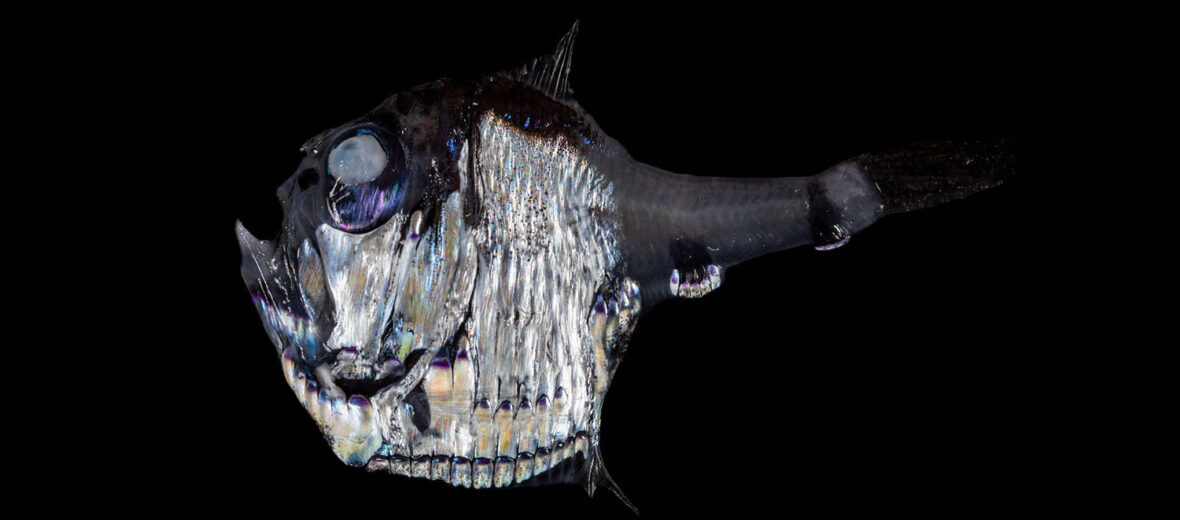marine hatchetfish