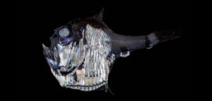 marine hatchetfish