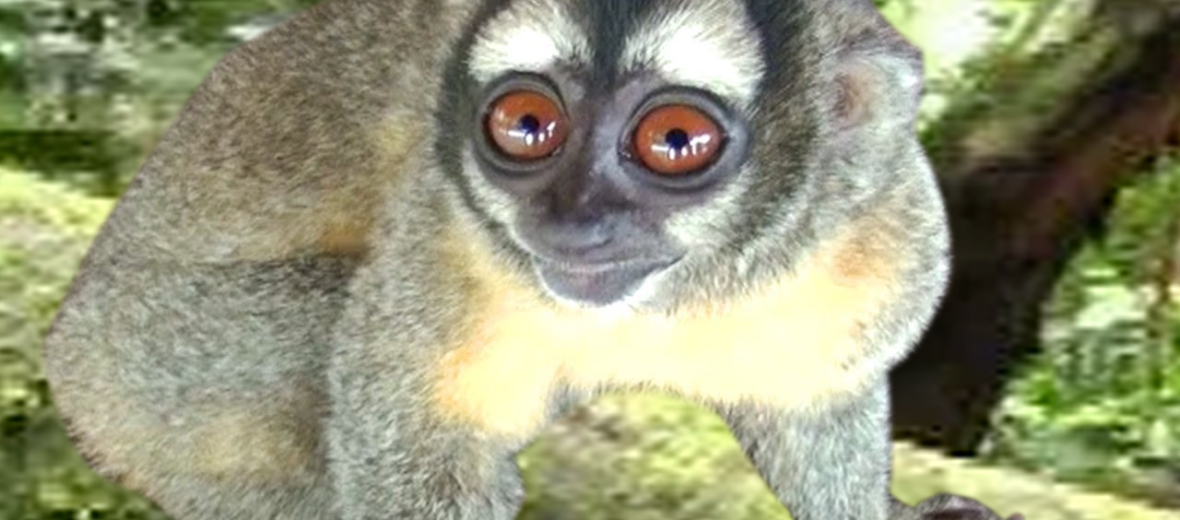 Panamanian night monkey