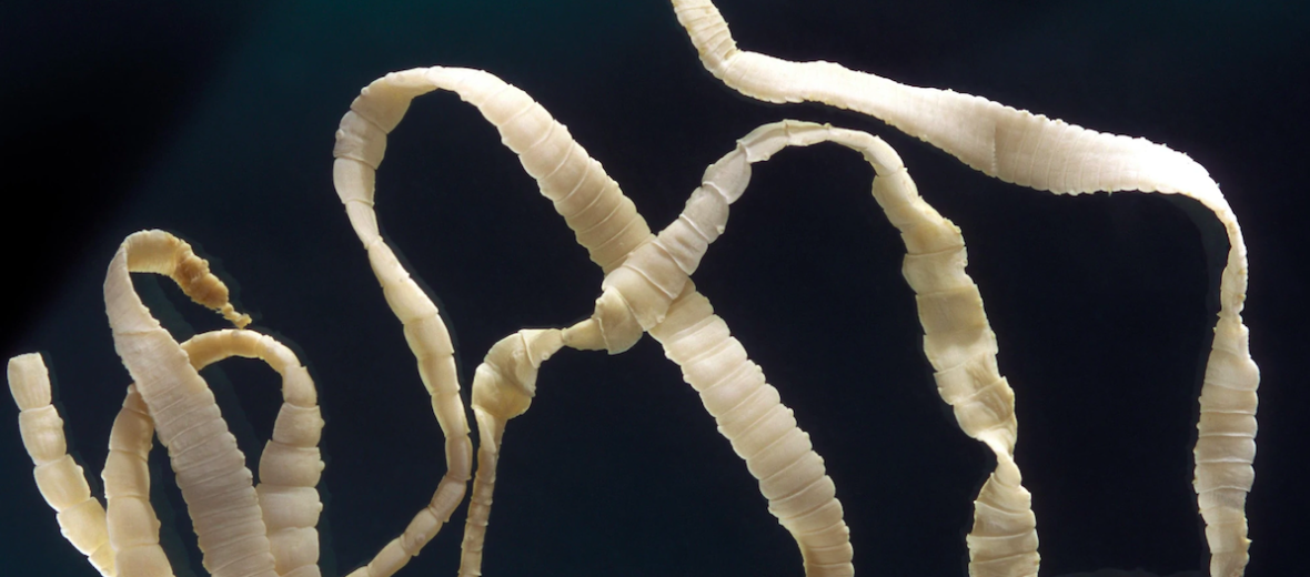 parasites tapeworms