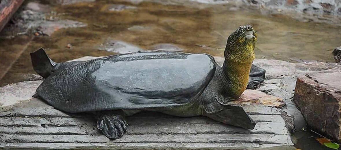 giant freshwater turtle