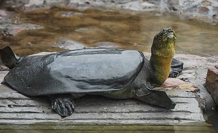 Yangtze giant softshelled turtle