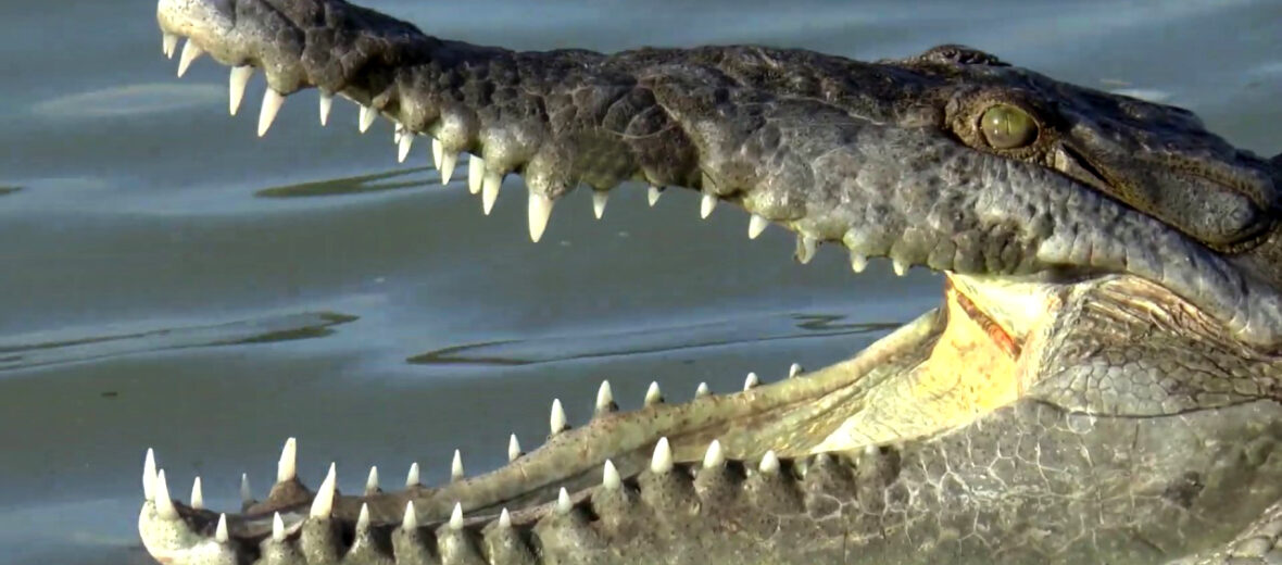 American crocodile