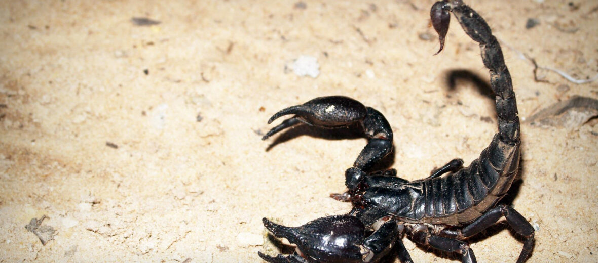 Asian forest scorpion