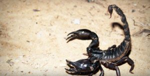 giant Asian forest scorpion