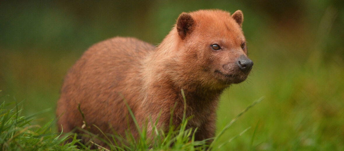 bush dog