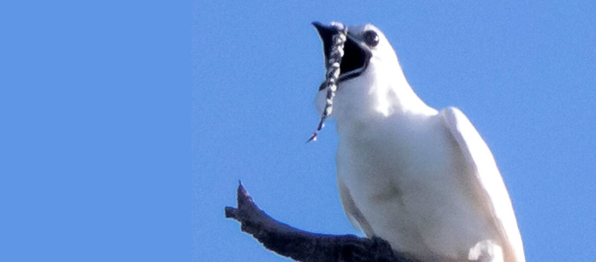 bellbird