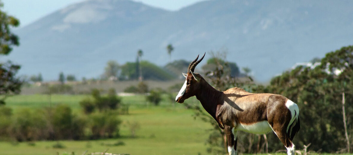 bontebok