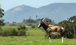 bontebok