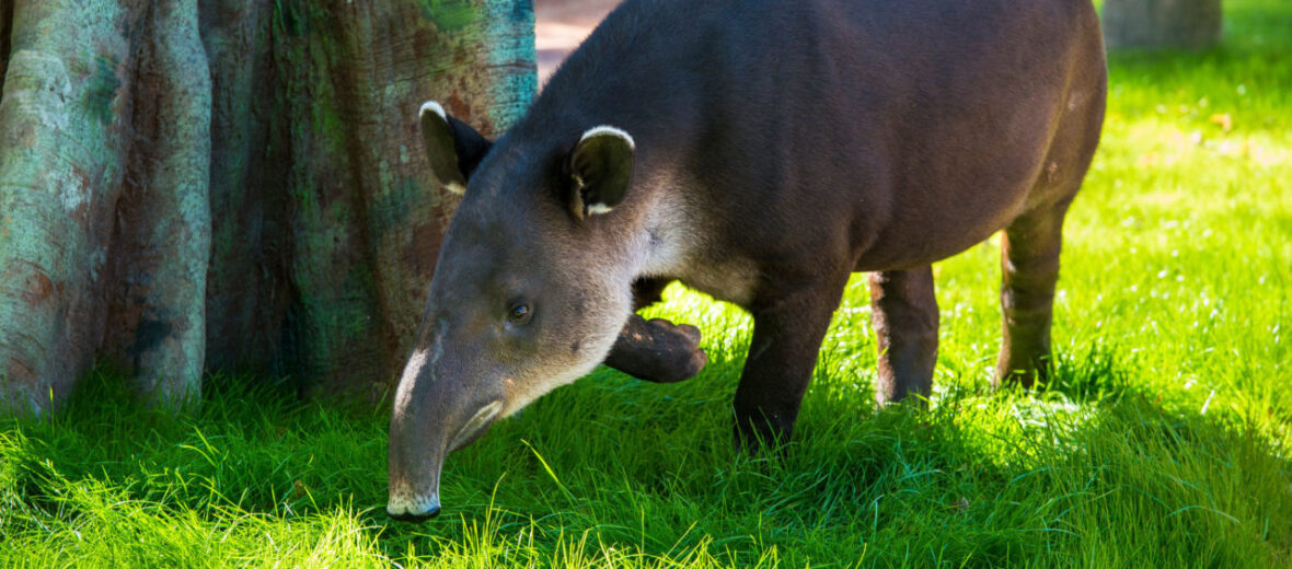 Baird's tapir