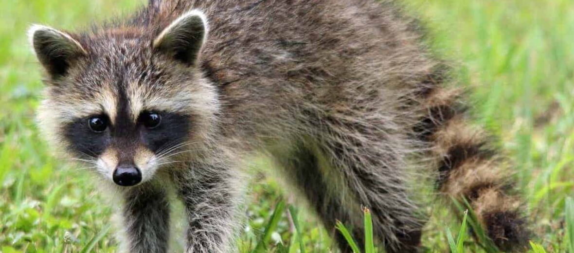 Cozumel raccoon