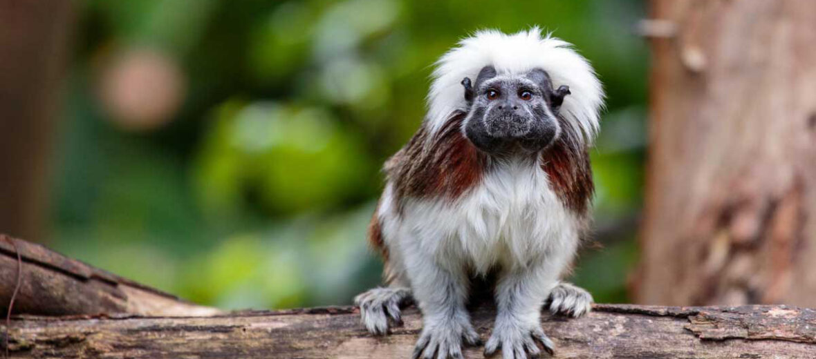 cotton-top tamarin