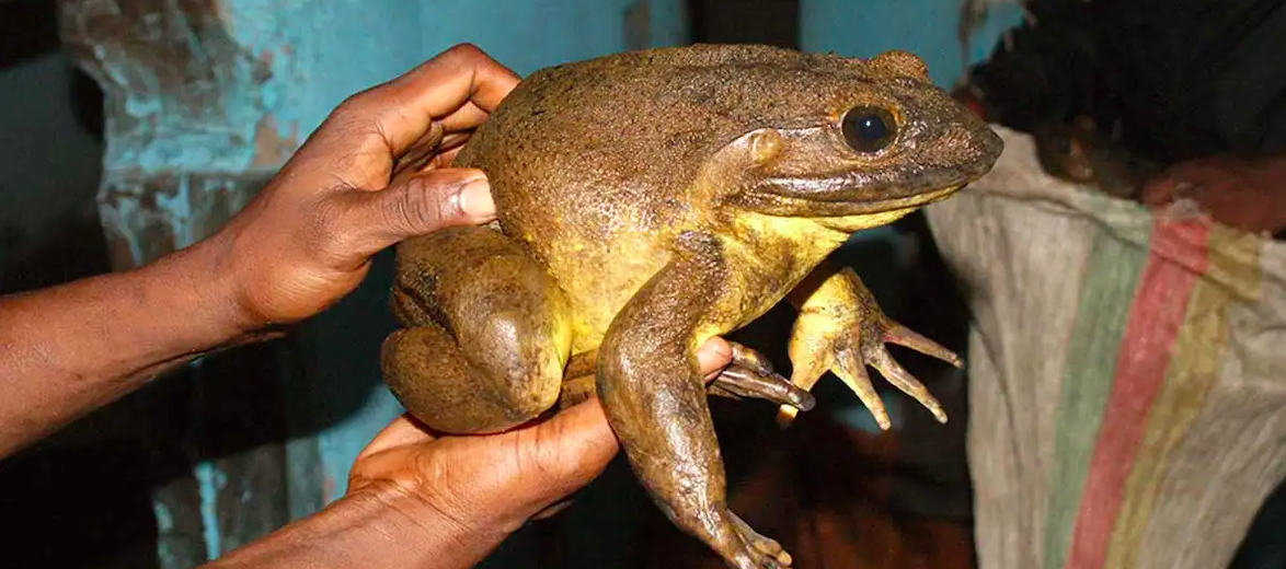 Goliath frog