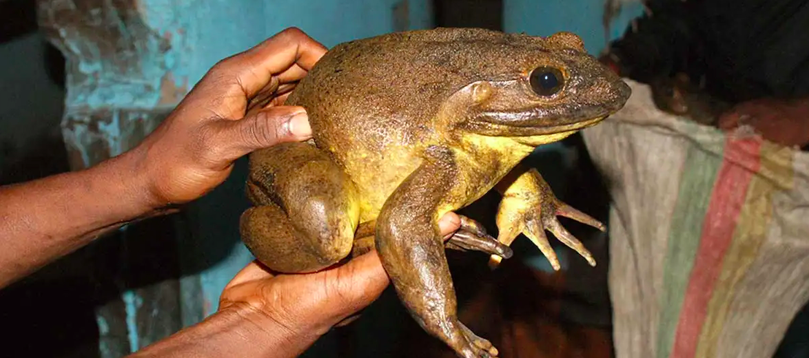 Goliath Frog