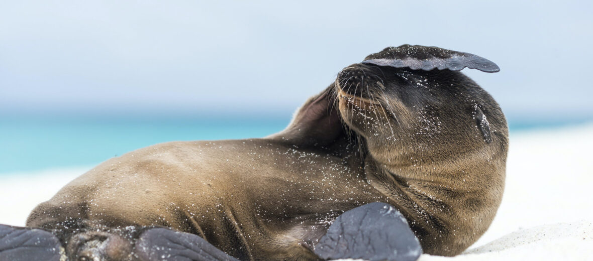 Galápagos sea lion