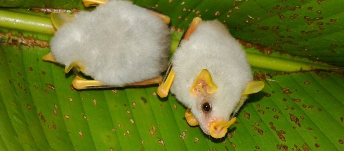 Honduran white bat