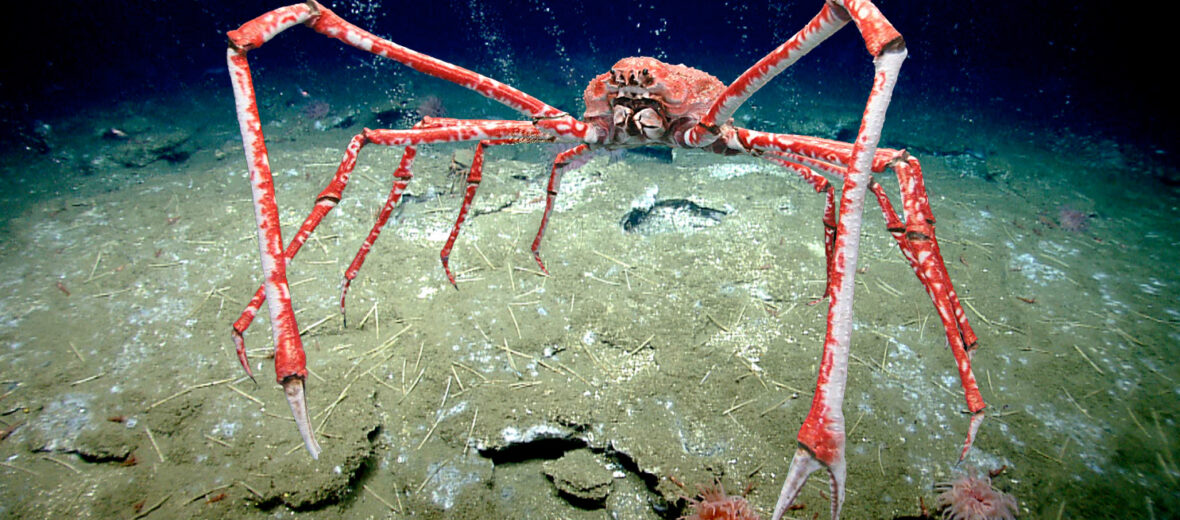 japanese spider crab compared to human