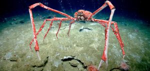 Japanese spider crab