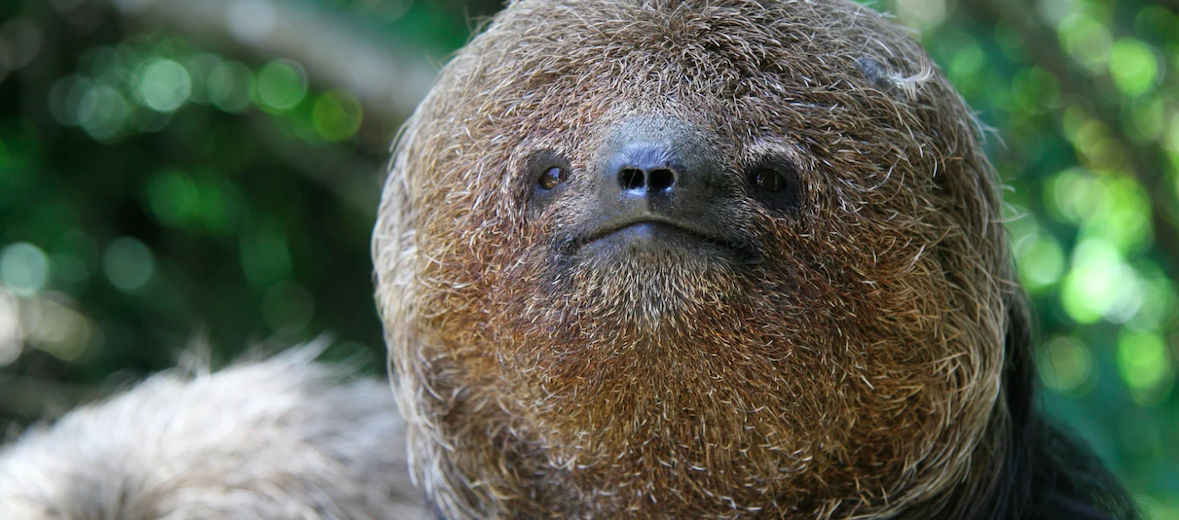 maned three-toed sloth