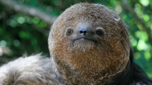 maned three-toed sloth