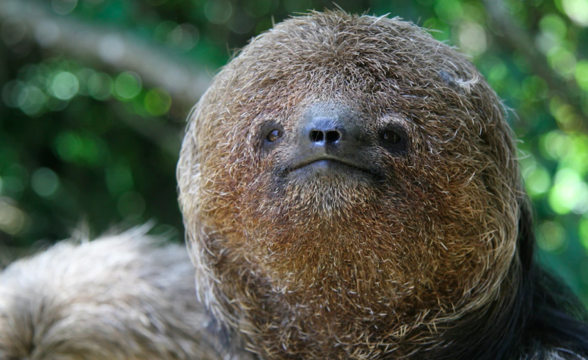 maned three-toed sloth
