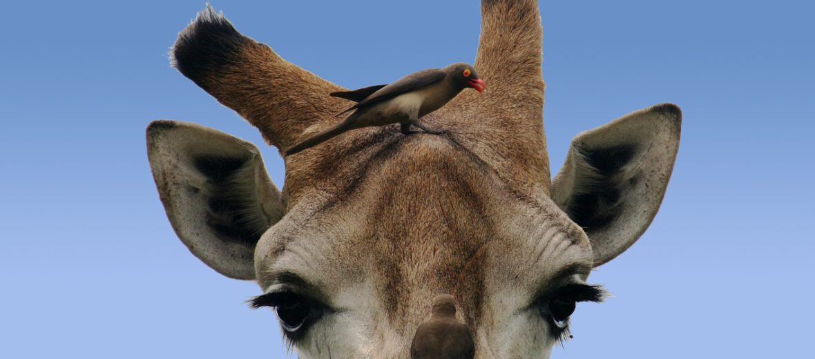 oxpecker