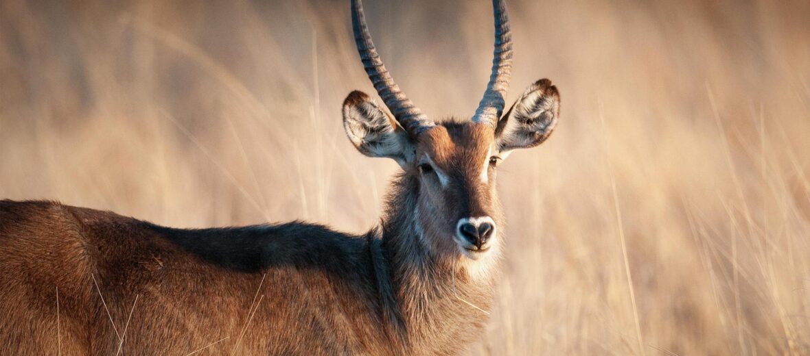 waterbuck