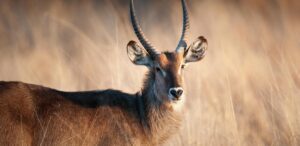 waterbuck