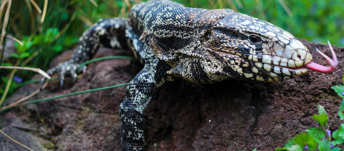 Argentine black and white tegu