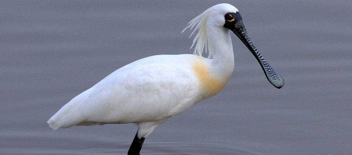 black-faced spoonbill