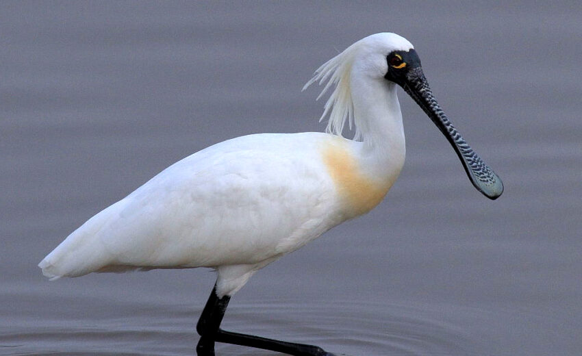 black-faced spoonbill