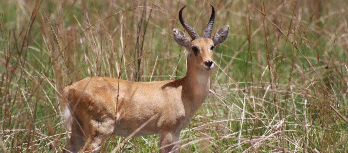 The Bohor Reedbuck | Critter Science