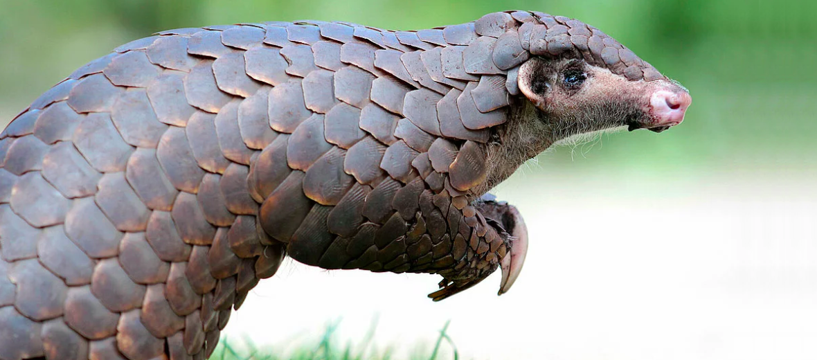 Chinese pangolin