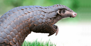Chinese pangolin